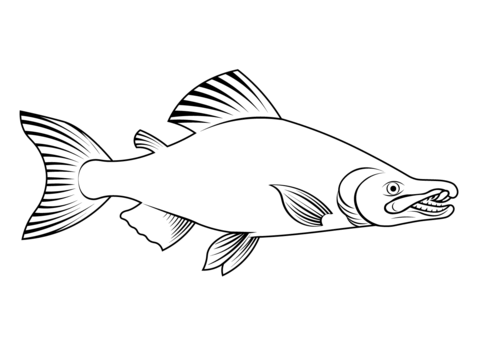 Saber Toothed Salmon (Oncorhynchus Rastrosus)  Coloring Page